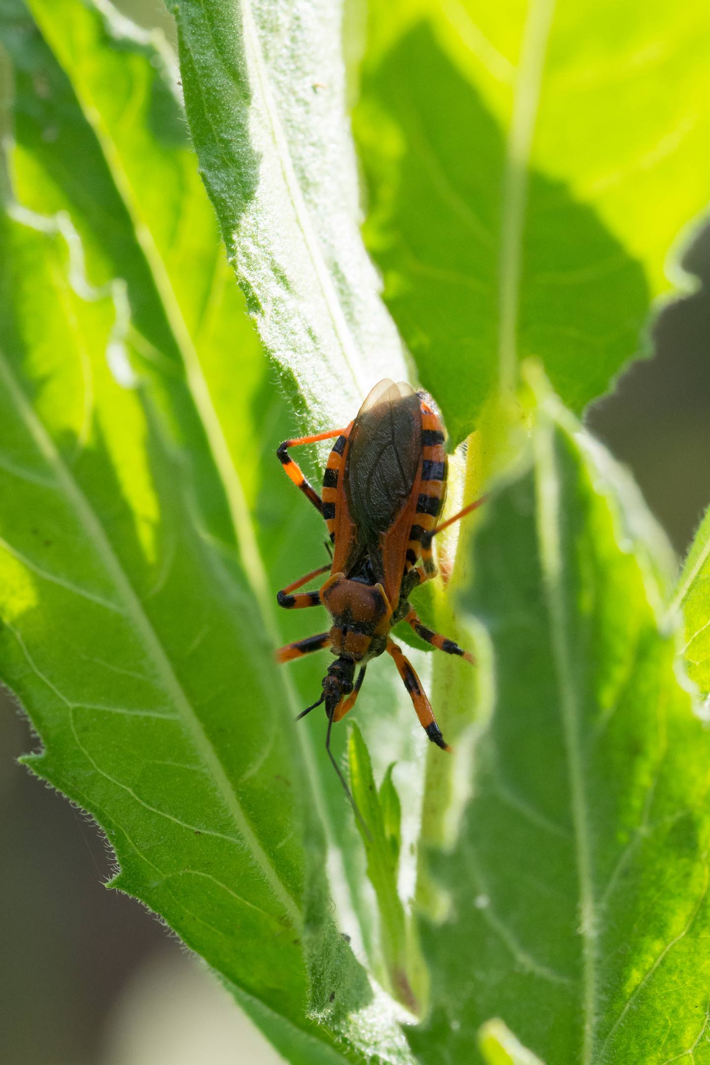 Reduviidae: Rhynocoris sp. e Rhynocoris erythropus